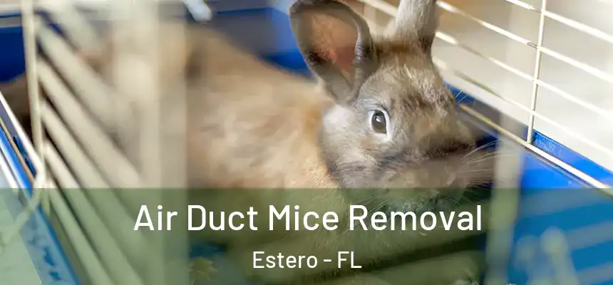  Air Duct Mice Removal Estero - FL
